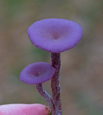 Ametistskivling, (Laccaria amethystina)