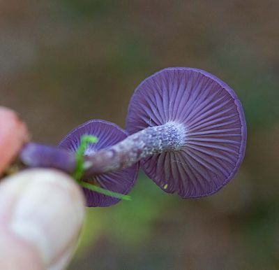 Ametistskivling, (Laccaria amethystina)