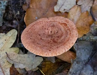 Ekriska, (Lactarius quietus)