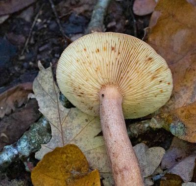 Ekriska, (Lactarius quietus)