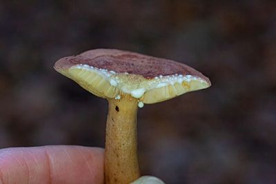 Ekriska, (Lactarius quietus)