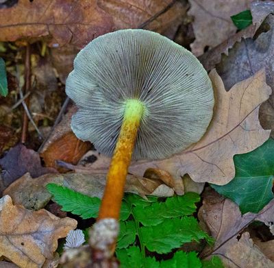Svavelgul slöjskivling, gammal, (Hypholoma fasciculare)