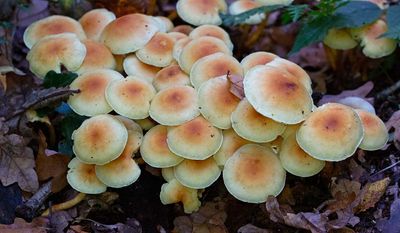 Svavelgul slöjskivling, ung, (Hypholoma fasciculare)