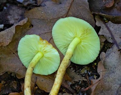 Svavelgul slöjskivling, ung, (Hypholoma fasciculare)