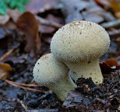 Vårtig röksvamp, (Lycoperdon perlatum)