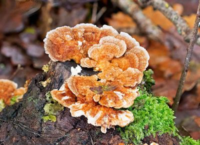 Sidenticka, (Trametes versicolor)