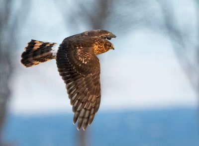 Hen Harrier, juvenile