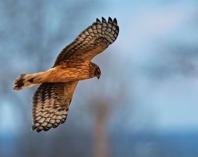 Hen Harrier, juvenile