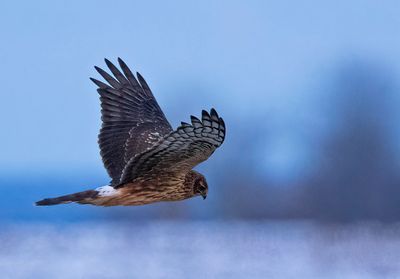 Hen Harrier, juvenile