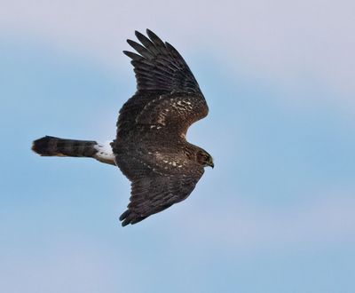Hen Harrier, juvenile