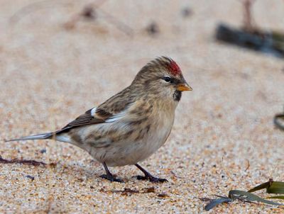 Common Redpoll, Grsiska