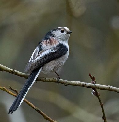 Long-tailed Tit,  continental race