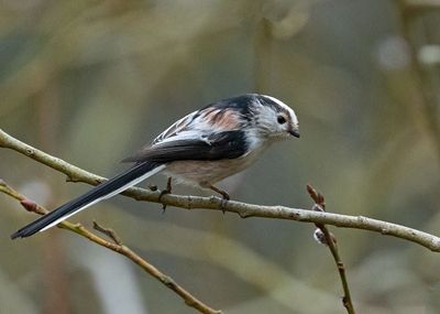 Long-tailed Tit, (Stjärtmes)