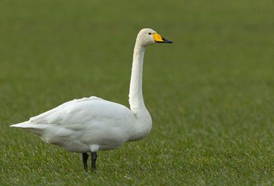 Wooper Swan, (Sångsvan)