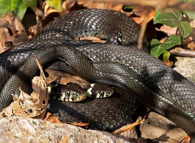 Vanlig snok, hona med 2 älskare, Grass Snake, female with two lovers
