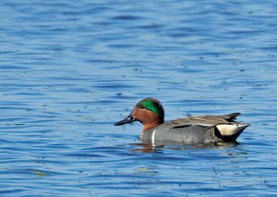 Ducks and Rails