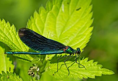 Blå jungfruslända, hane, (Calopteryx virgo)