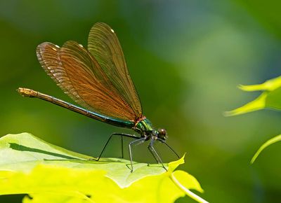 Blå jungfruslända, hona, (Calopteryx virgo)