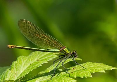 Blåbandad jungfruslända, hona, (Calopteryx splendens)
