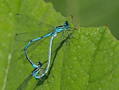 Ljus lyrflickslända, (Goenagrion puella), parning