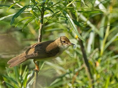 March Warbler
