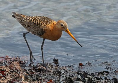 Black-tailed Godwit, male, (ssp. islandica)