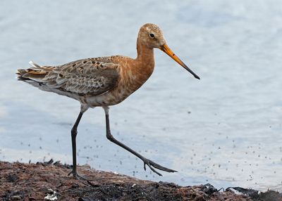 Black-tailed Godwit, female, (ssp. islandica)
