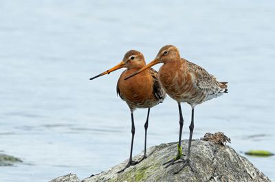 Black-tailed Godwit, couple, (ssp. islandica)
