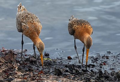 Black-tailed Godwit, couple, (ssp. islandica)