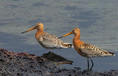 Black-tailed Godwit, couple, (ssp. islandica)