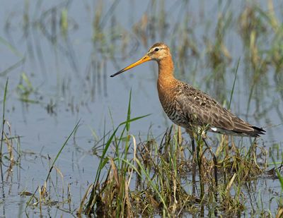 Black-tailed Godwit, male