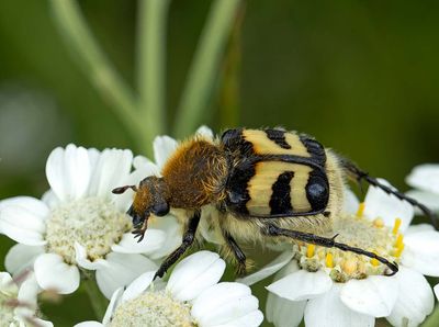 Bandad humlebagge, (Trichius fasciatus)