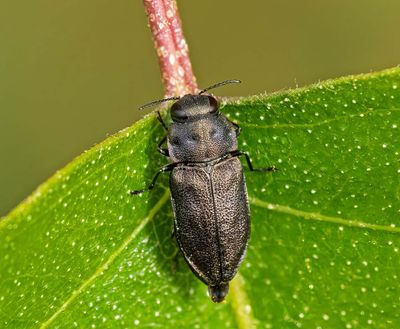Fyrprickig praktbagge, (Anthaxia quadripunctata)