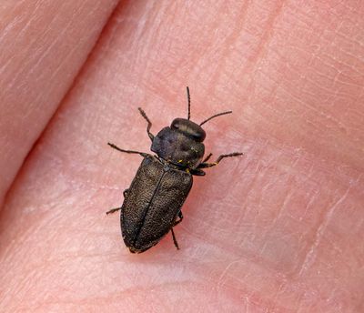 Fyrprickig praktbagge, (Anthaxia quadripunctata)