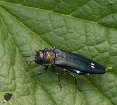 Tvåfläckig smalpraktbagge, ((Agrilus biguttatus)