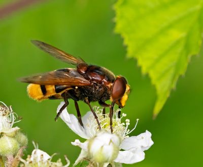 Volucella zonaria, hane
