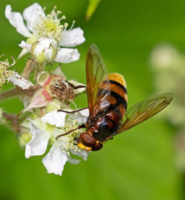 Volucella zonaria, hane