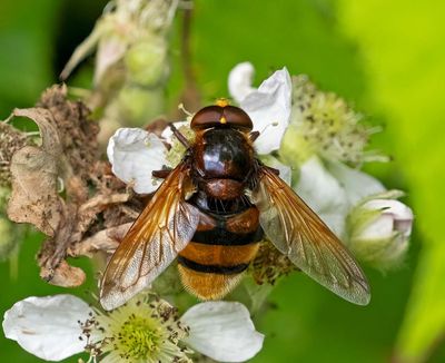 Flies/Flugor   (Diptera)