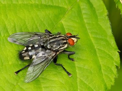 Köttfluga, Sarcophaga sp.