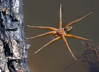 Spiders/Spindlar, (Araneae)