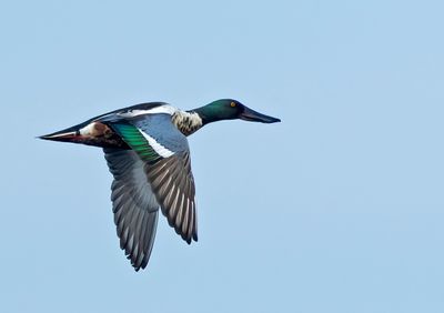 Northern Shoveler, male
