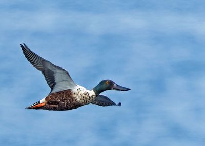 Northern Shoveler, male