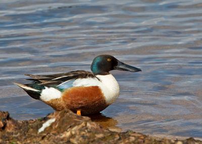 Northern Shoveler, male
