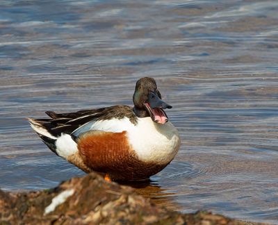 Northern Shoveler, male