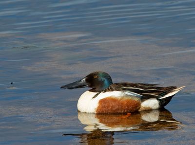 Northern Shoveler, male