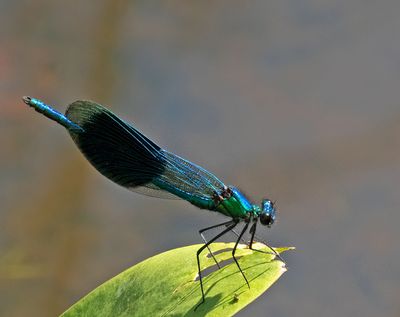 Blåbandad jungfruslända, hane, (Calopteryx splendens)