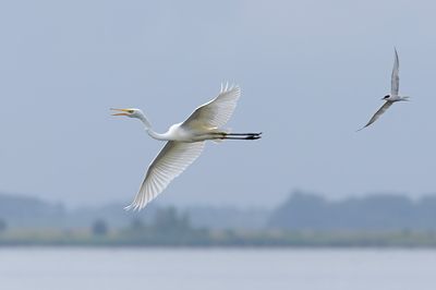 Great Egret, chased by Common Tern, (too close to breeding area)