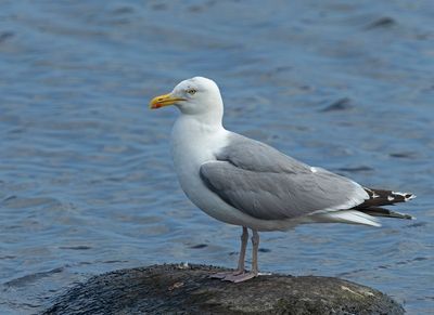 Herring Gull, adult