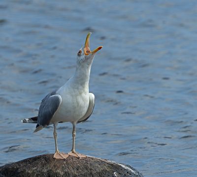 Herring Gull, adult male calling