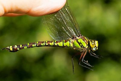Blågrön mosaikslända, hona, (Aeshna cyanea)